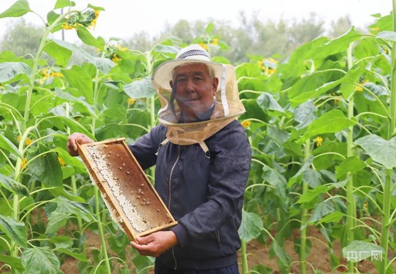 小蜜蜂酿出蜂农甜蜜生活