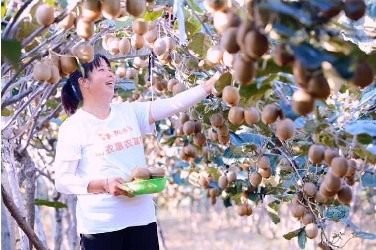 金昕 供图)周至县,是世界上最大的猕猴桃生产基地,是"国家地理标志