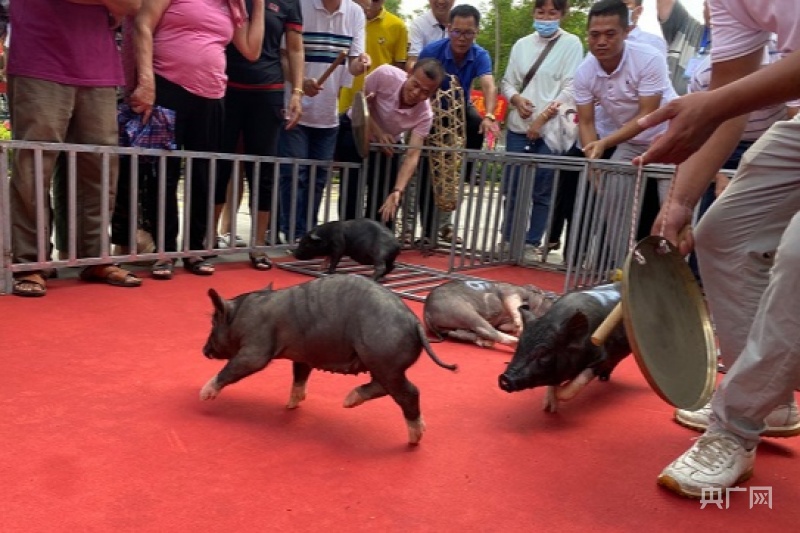 小猪赛跑活动现场 央广网记者 钟宁 摄