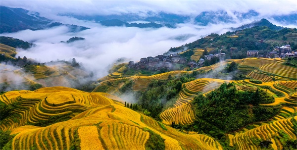 通讯员庞茜)近日,秋雨过后,广西桂林市龙胜各族自治县龙脊梯田云雾