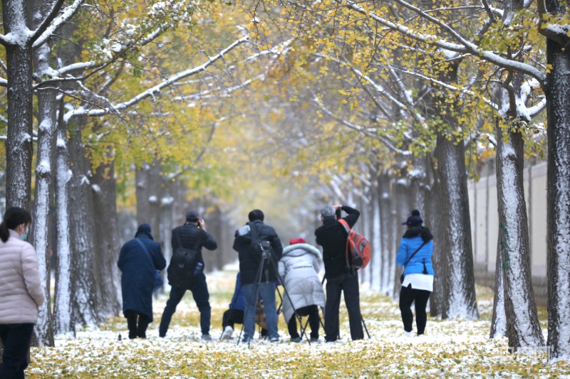 钓鱼台附近,许多摄影爱好者在拍摄雪中的银杏树(央广网记者 张佳琪 摄
