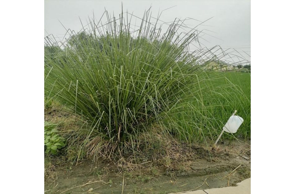 香根草植株(央广网发 陈静摄)