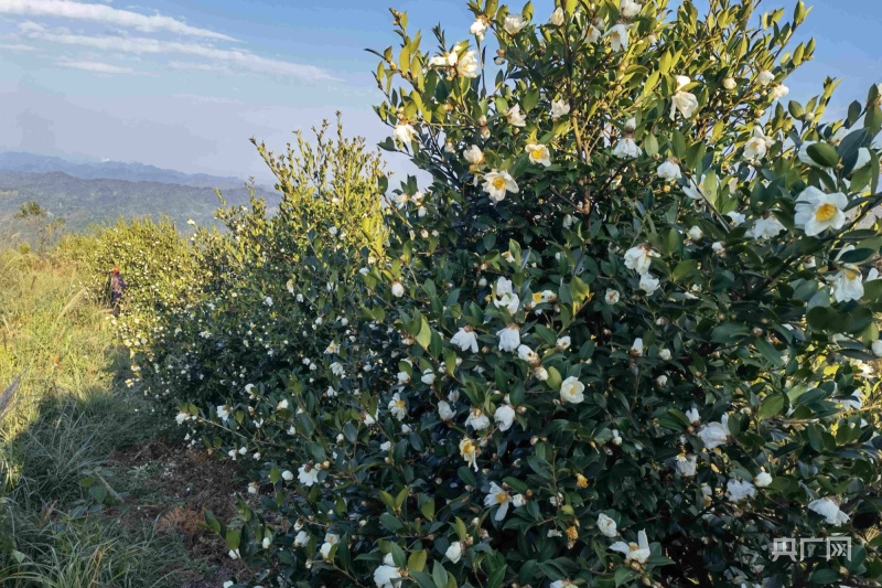 开满油茶花的油茶树(央广网发 陈昱 摄)