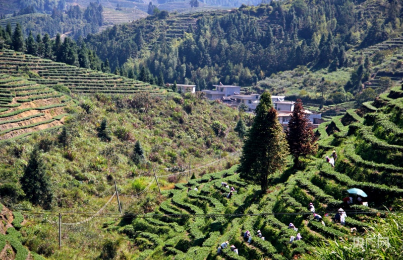 泉州安溪:定制茶园服务实现茶叶"三产"转变