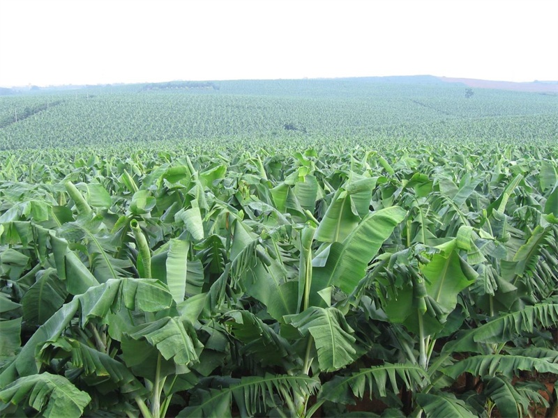 隆安金穗香蕉核心示范区香蕉林(央广网发 广西金穗农业集团有限公司供