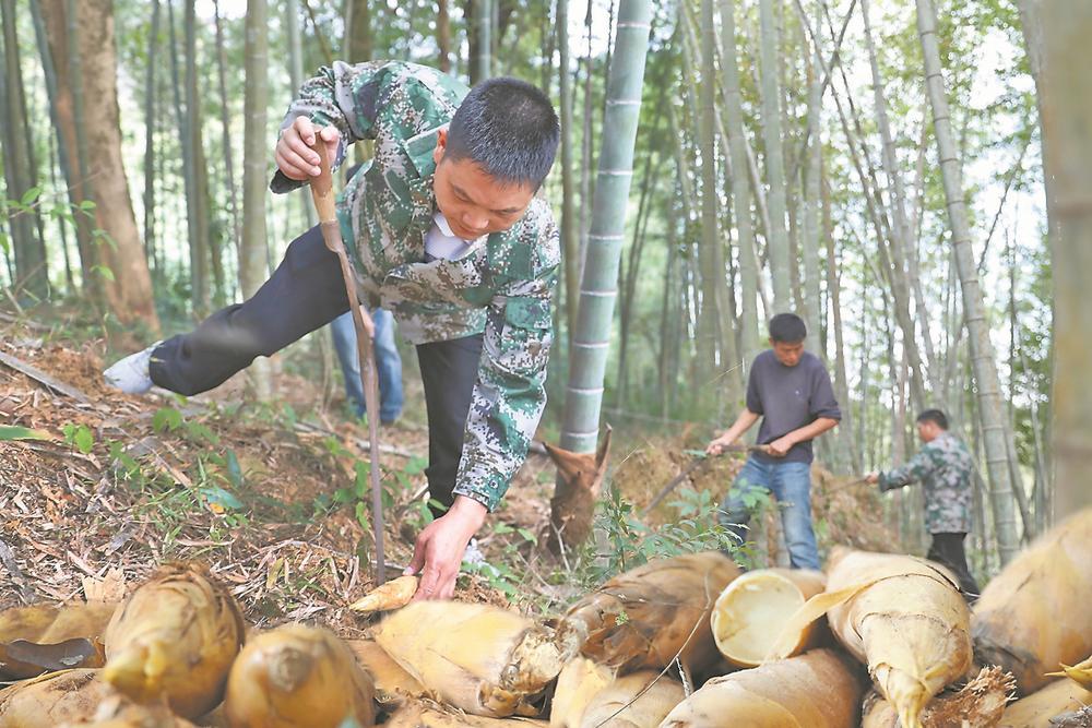 福建南靖竹农抢挖冬笋忙