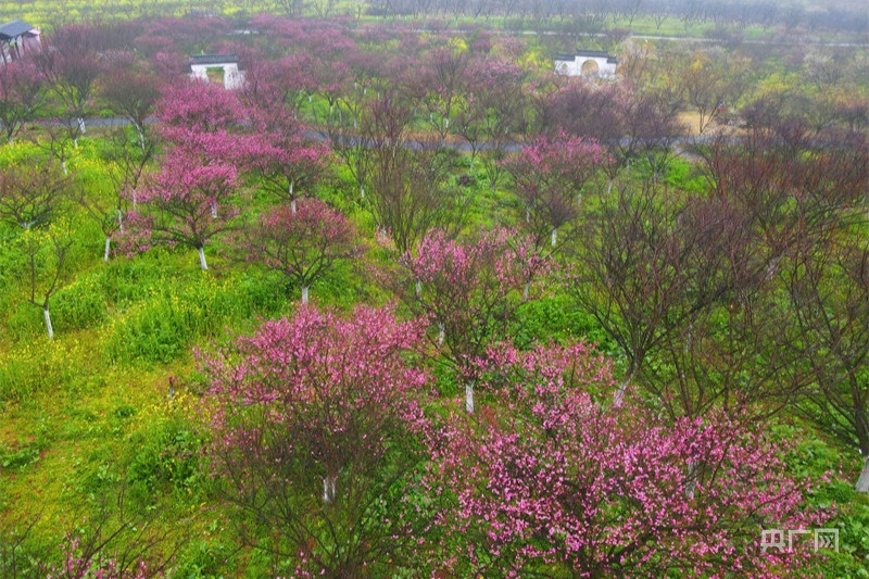 江西南昌凤凰沟千株梅花盛开迎新春