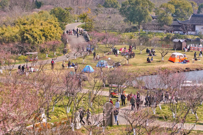 组图上海海湾国家森林公园2000亩梅花迎来最美花期