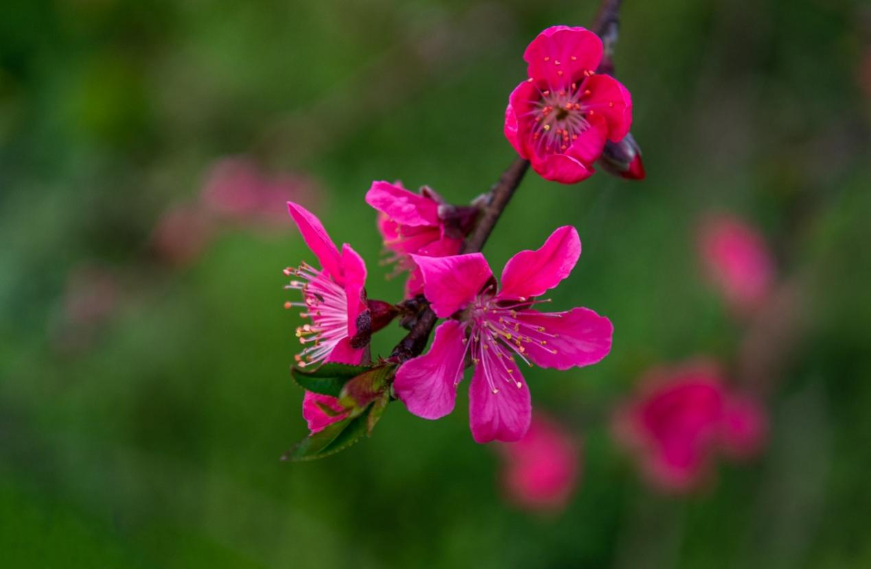 广西钟山鹰嘴桃花开绚丽春画卷