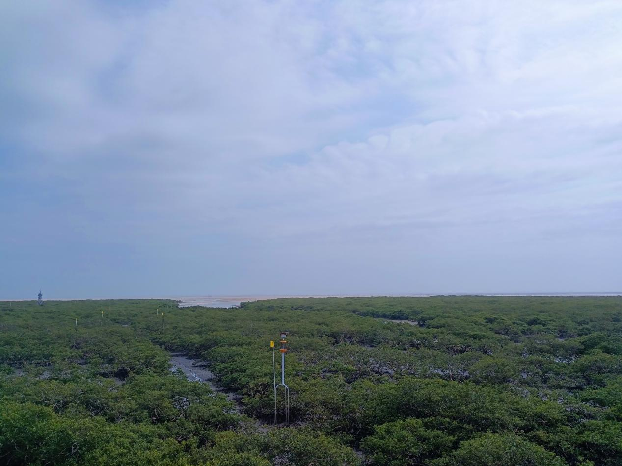 广西金海湾红树林生态向好引来众多海洋动物栖息