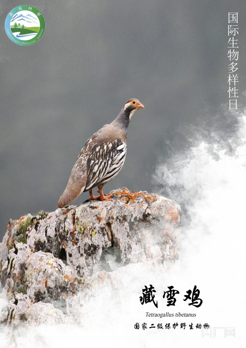 国际生物多样性日雉在高原