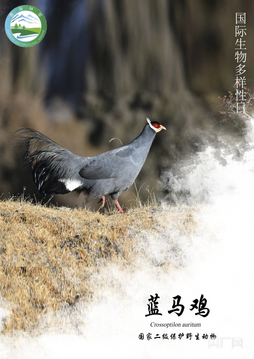 国际生物多样性日雉在高原