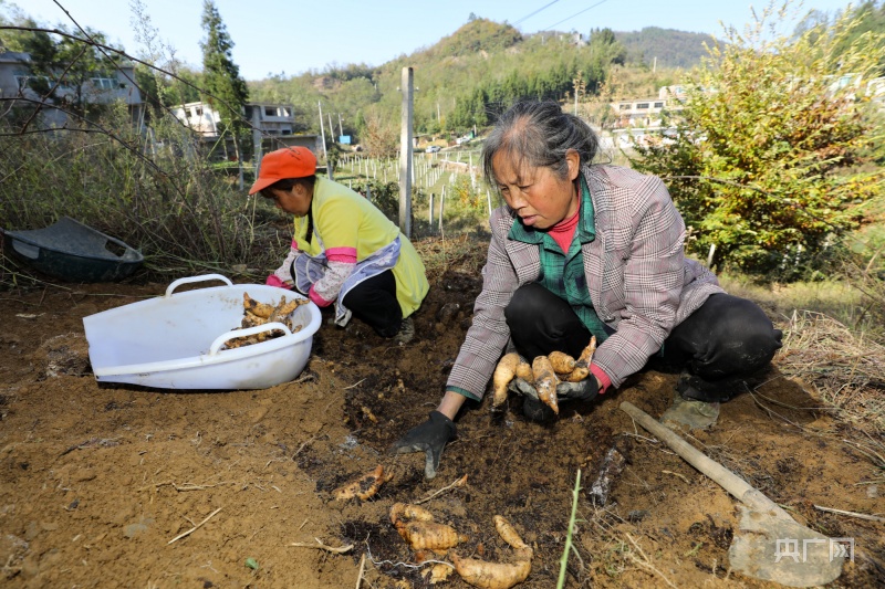 贵州毕节七星关10万余亩天麻喜获丰收