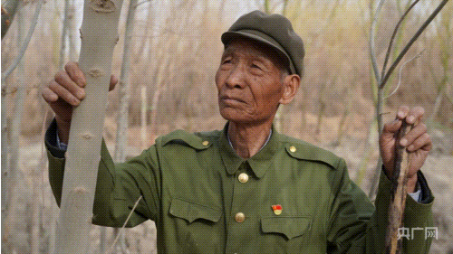 植此青绿王成帮用劳动谱写梨城的环保之歌