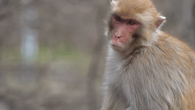 猴厉害的表情包江苏花果山群猴出品