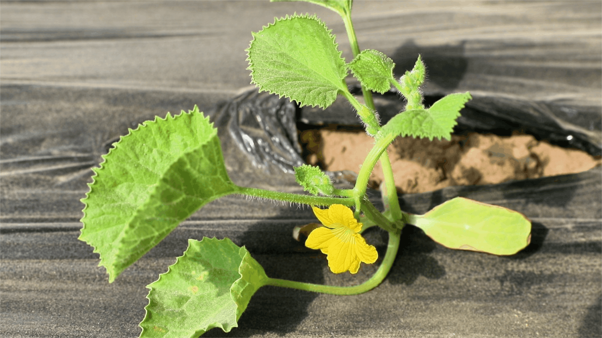 高质量发展“新”速度丨科技赋能引领新疆农业的智慧跨越(图7)