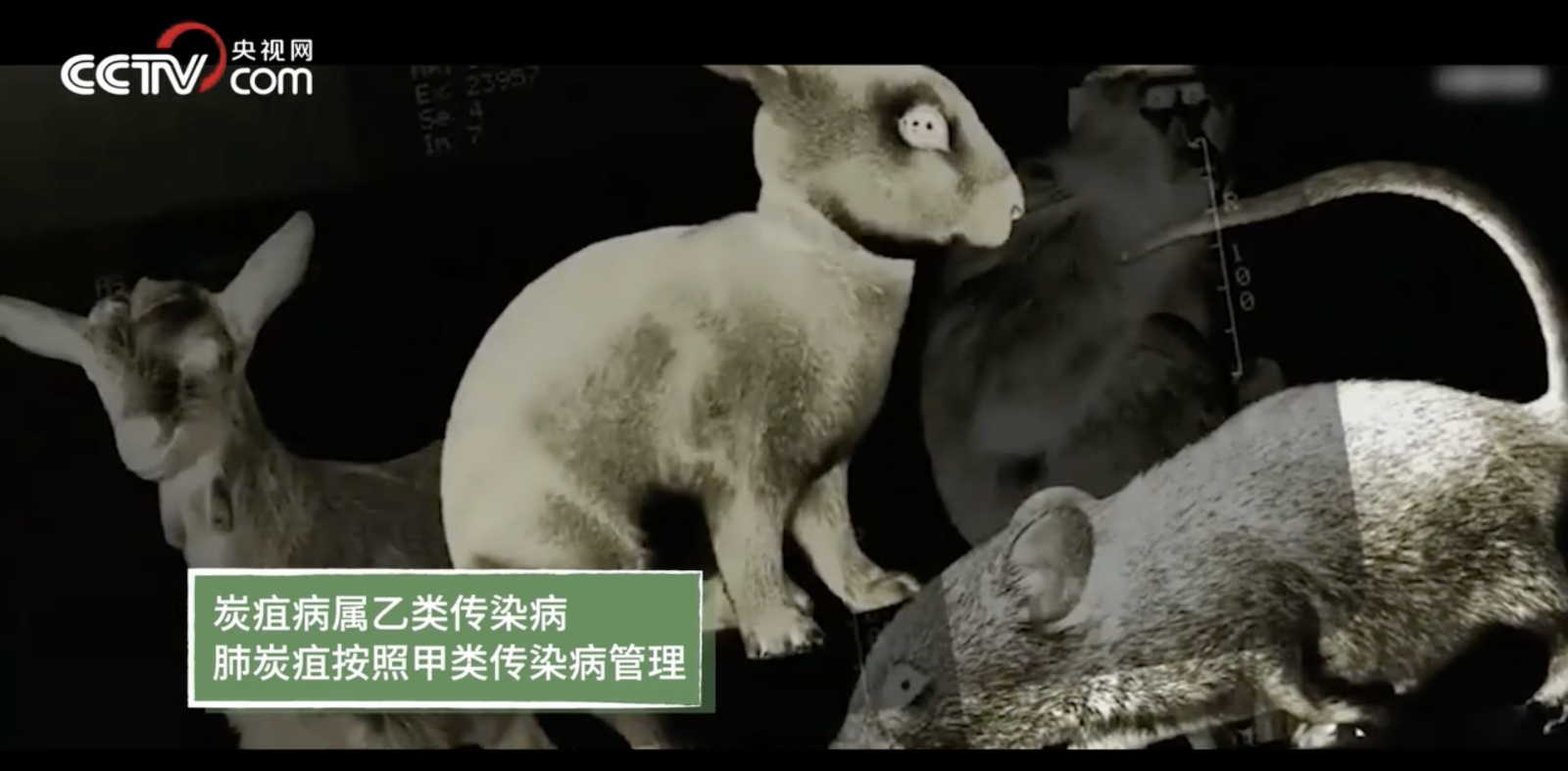 国内两地报告炭疽病例牛羊肉还能放心吃吗