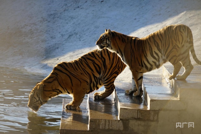 老虎喝水高清图片
