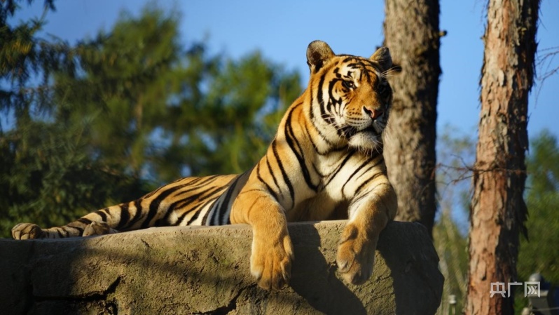 【虎娃雪妞带你打卡牡丹江】东北虎林园