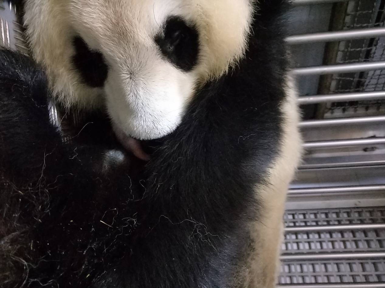 中国旅居西班牙大熊猫花嘴巴产下一对龙凤胎