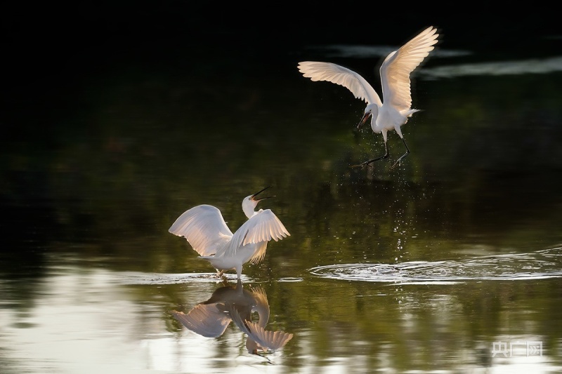 在杭州钱塘区金沙湖公园,几只白鹭翩跹而至,它们时而漫步于湖边觅食