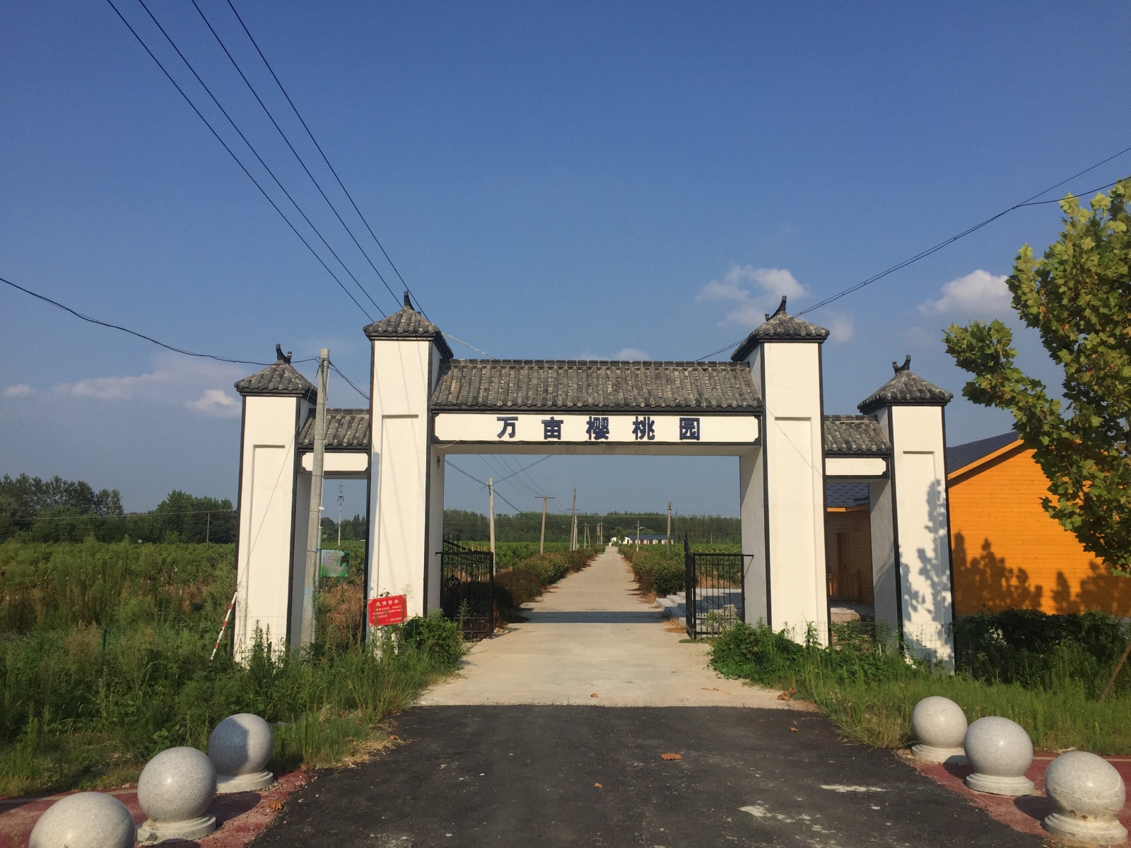 撮镇万亩(甜)樱桃园