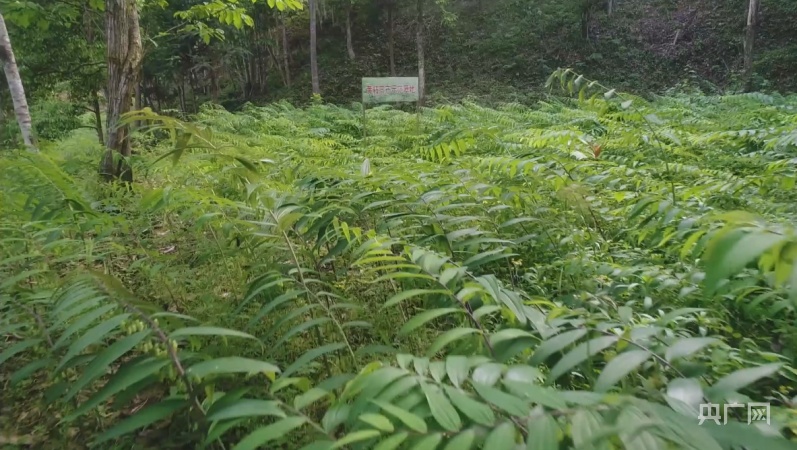 江西铜鼓黄精基地图片