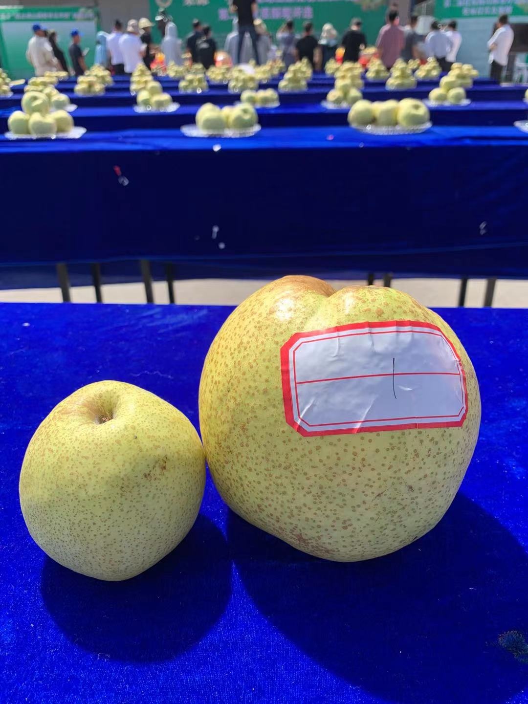 安徽砀山上演"酥梨王"争霸赛  梨王重达2.6斤