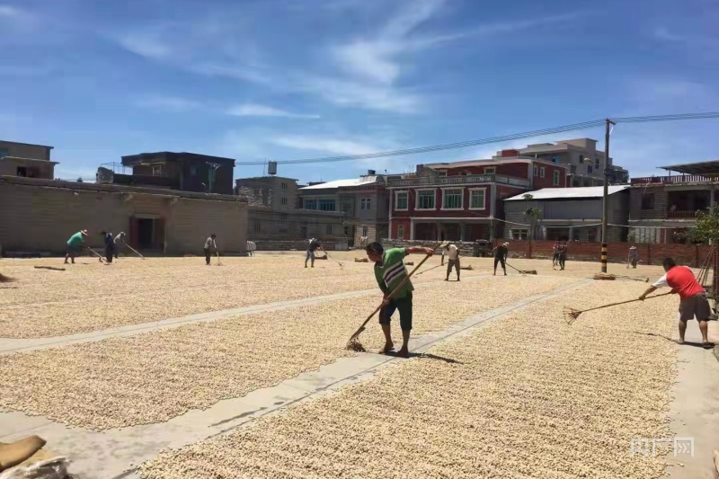 晋江龙湖南浔村的"衙口花生"晾晒场景(央广网发 安溪农业农村局供图)