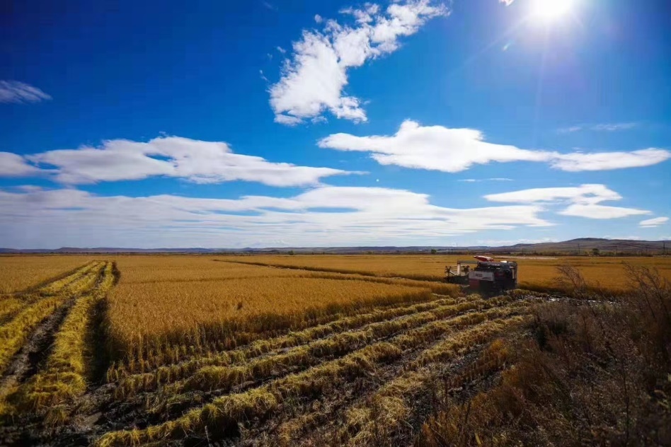 黑龙江林口大米产区迎丰收