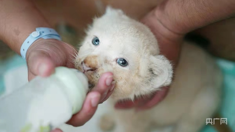 郑州市动物园狮子三兄妹"组团出道"