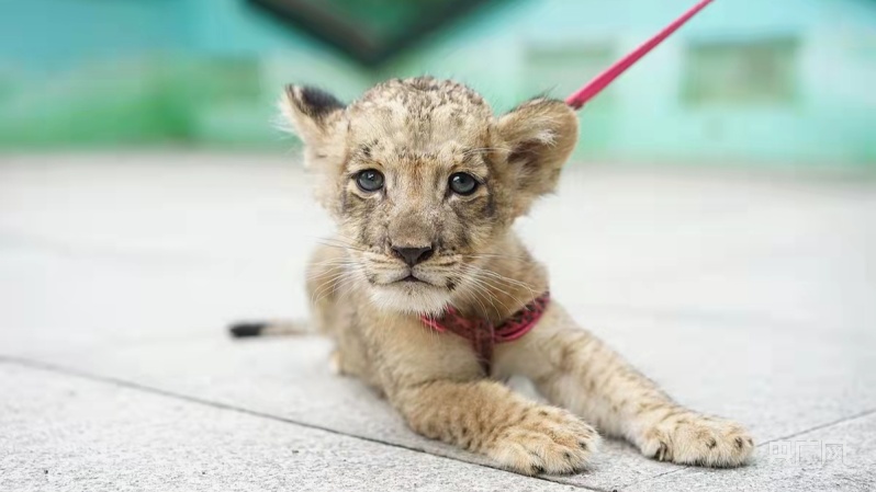 郑州市动物园出生的非洲狮幼崽(央广网发 郑州市动物园供图)