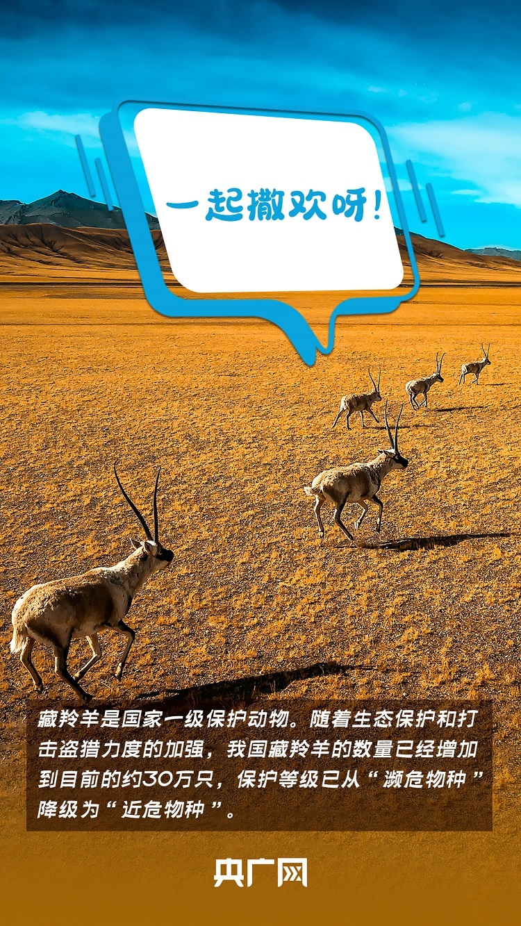 世界动物日 前方高萌 这些珍稀动物 拍了拍 你 央广网 世界动物日 前方高萌 这些珍稀动物 拍了拍 你 央广网