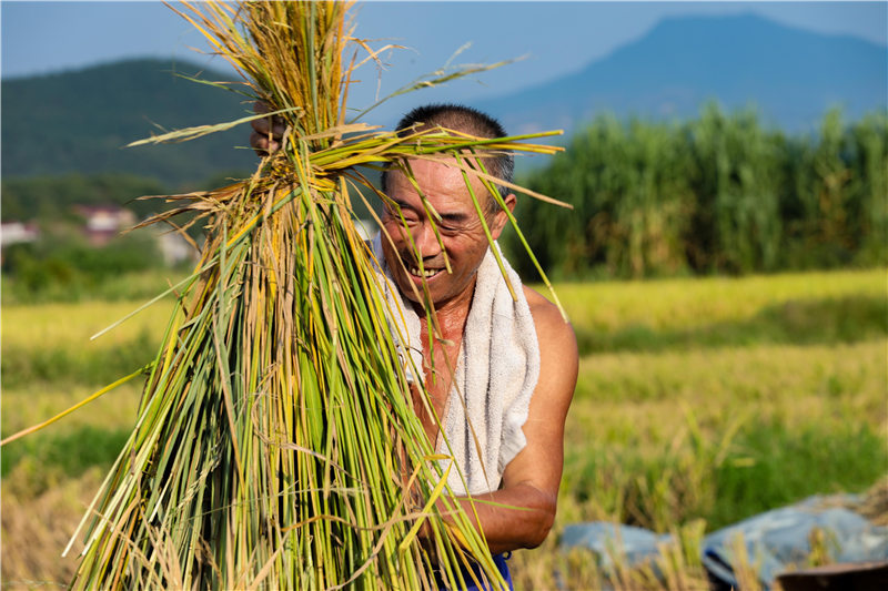 幸福"稻"家 农民笑开颜