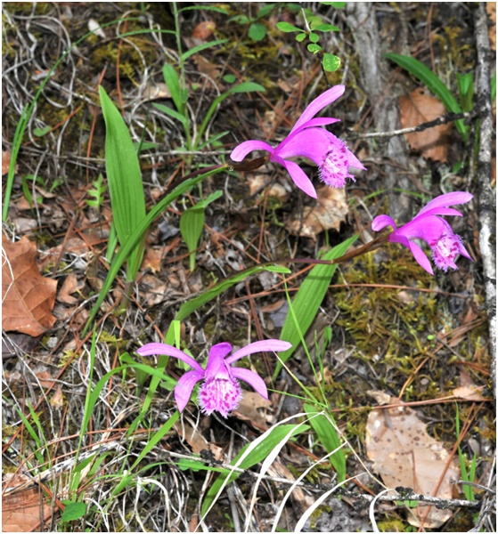 生命故事野生兰花虫来骗虫人来咱有护身符
