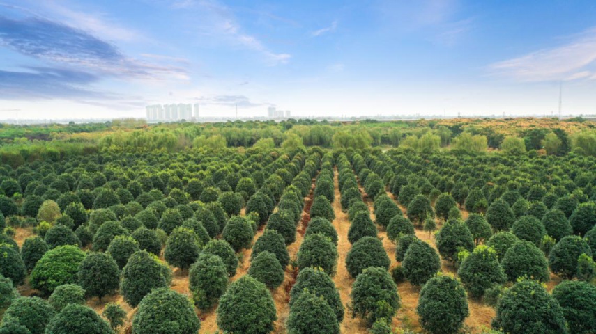 肥西花岗镇精品苗木种植基地近年来,肥西县苗木花卉种植实施精品战略