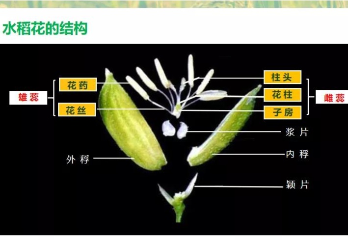 《秋分——中国农民丰收节》这堂课围绕水稻有哪些基本结构特点,