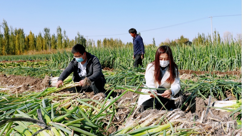 王俊伟 摄 央广网发菜农们正在抢抓时机采收萝卜