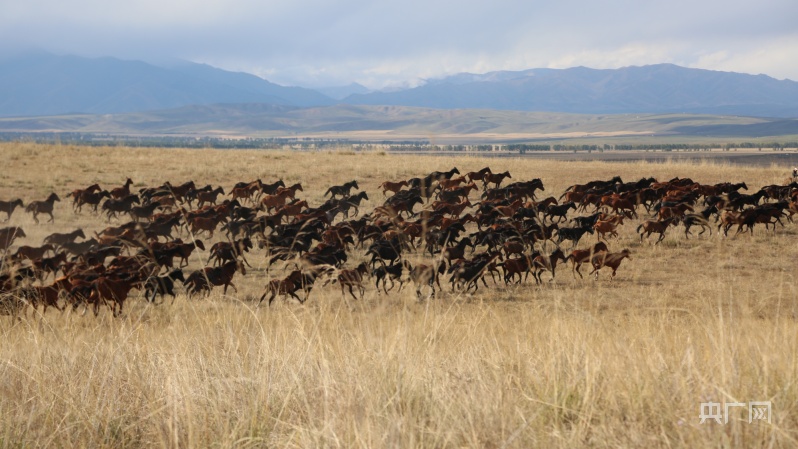 新疆昭苏:现代马产业引领农牧民增收
