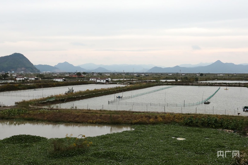 台山青蟹养殖基地图片