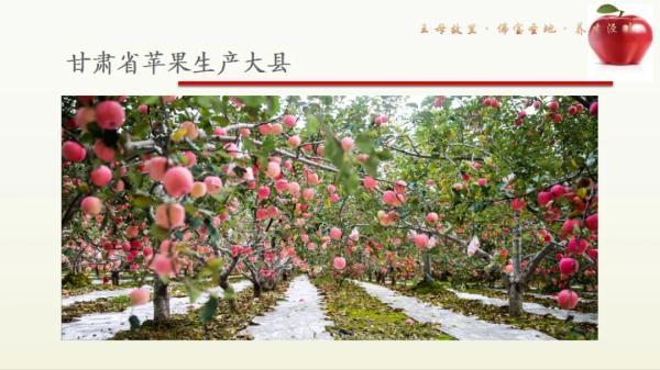 乡村振兴 携手同行 每日推荐：甘肃特色农产品——泾川苹果