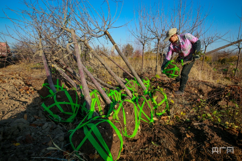 新疆呼图壁:苗木销售旺 苗农乐开怀