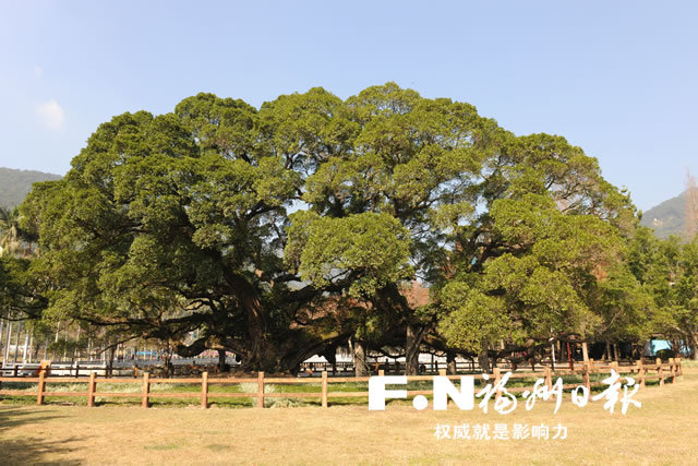 福州榕树王图片图片