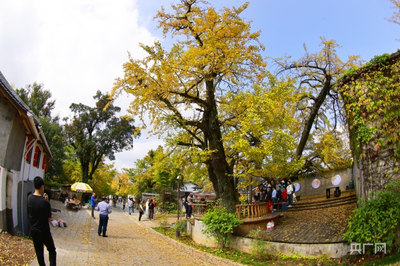 福建顺昌上湖村:秋色宜人丰收忙_央广网