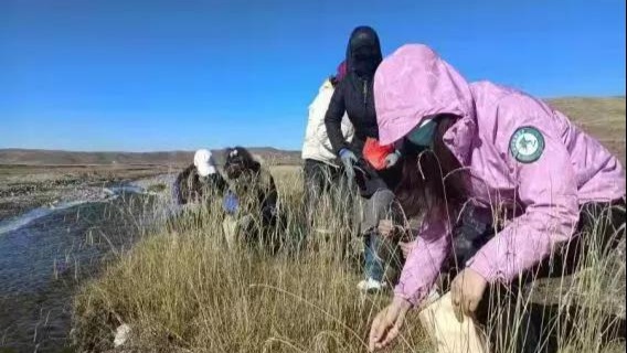 河南县:开展乡土牧草草籽采集 推进高寒草甸退化草原修复_央广网