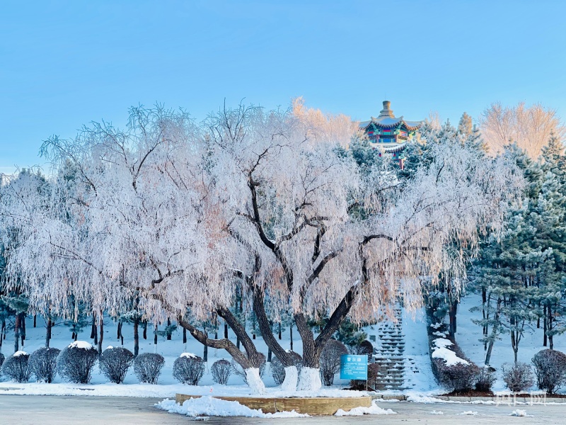 吉林松原:雪后初霁景如画