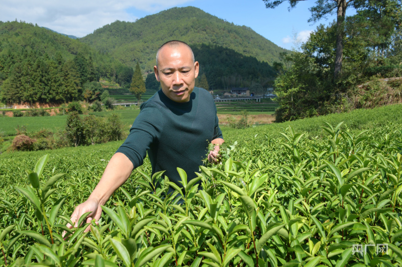 星村镇燕子窠生态茶园图片