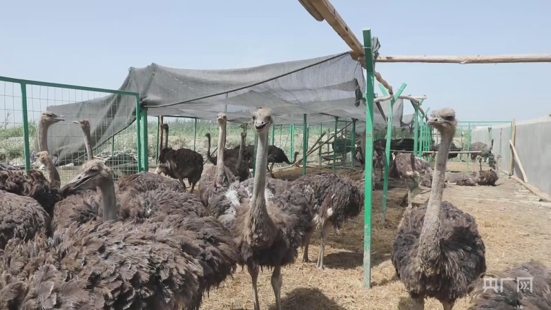达里亚博依村养殖的鸵鸟品种—非洲鸵鸟央广网发