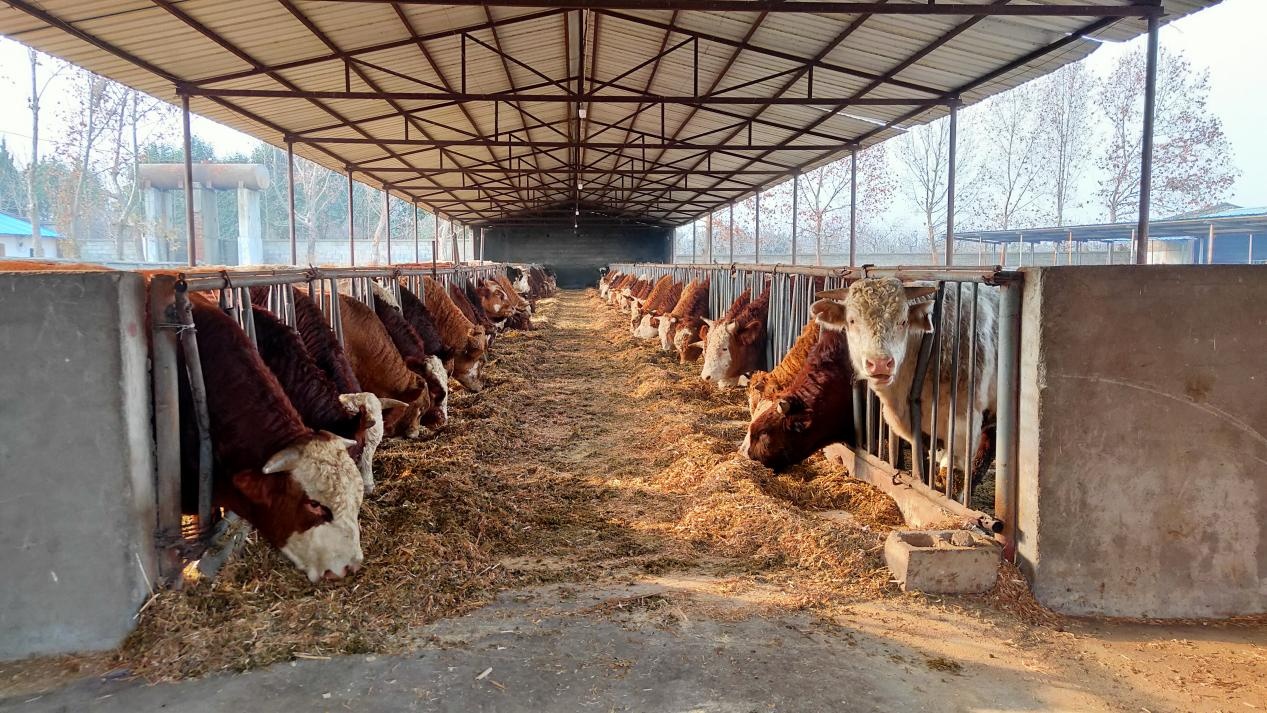 四川江油肉牛养殖场图片