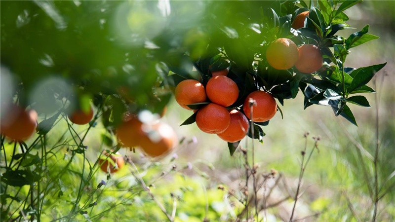 广西钟山:种下红橘树 收获振兴果(组图)